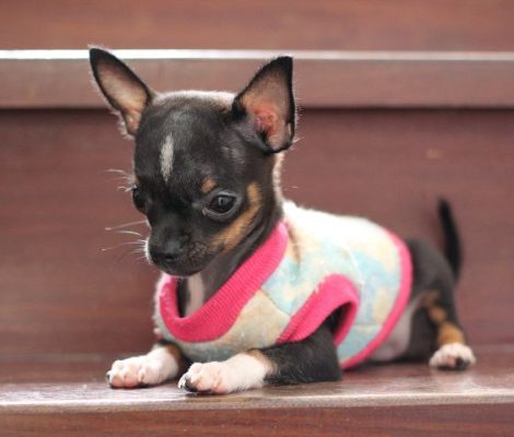 chihuahua-puppy-design-content1