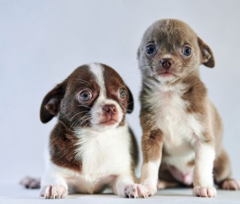 chihuahuapuppies-content5